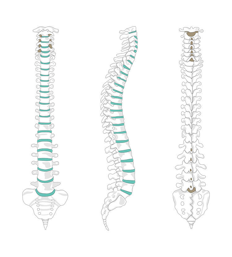 Spinal Cord Lumbar Diagram